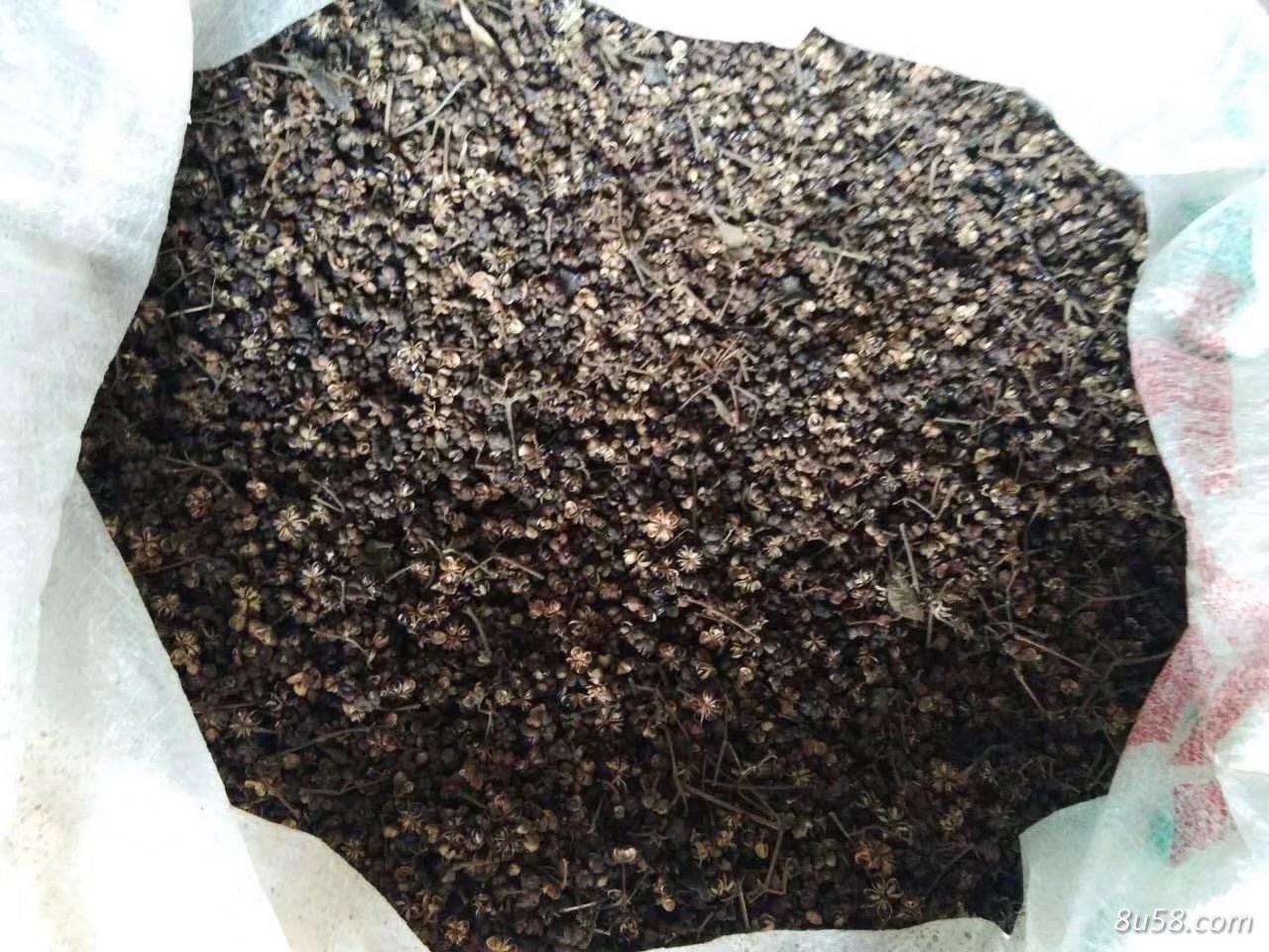 中花吴茱萸