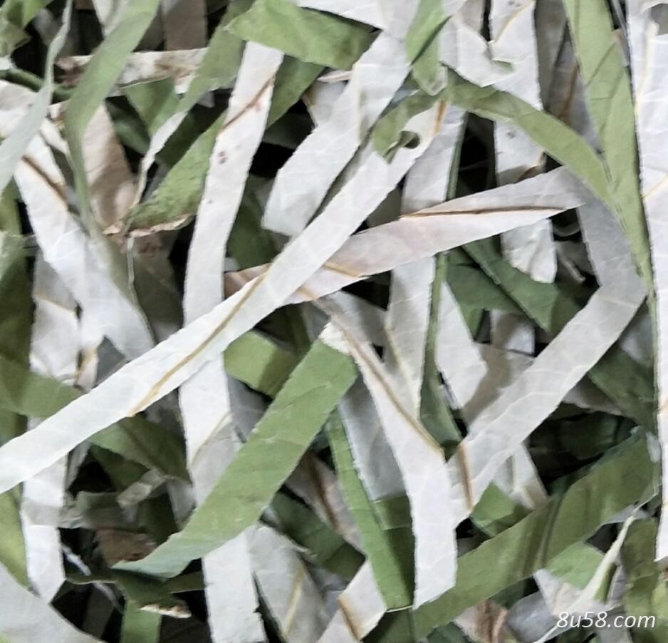 微山湖野生荷叶丝