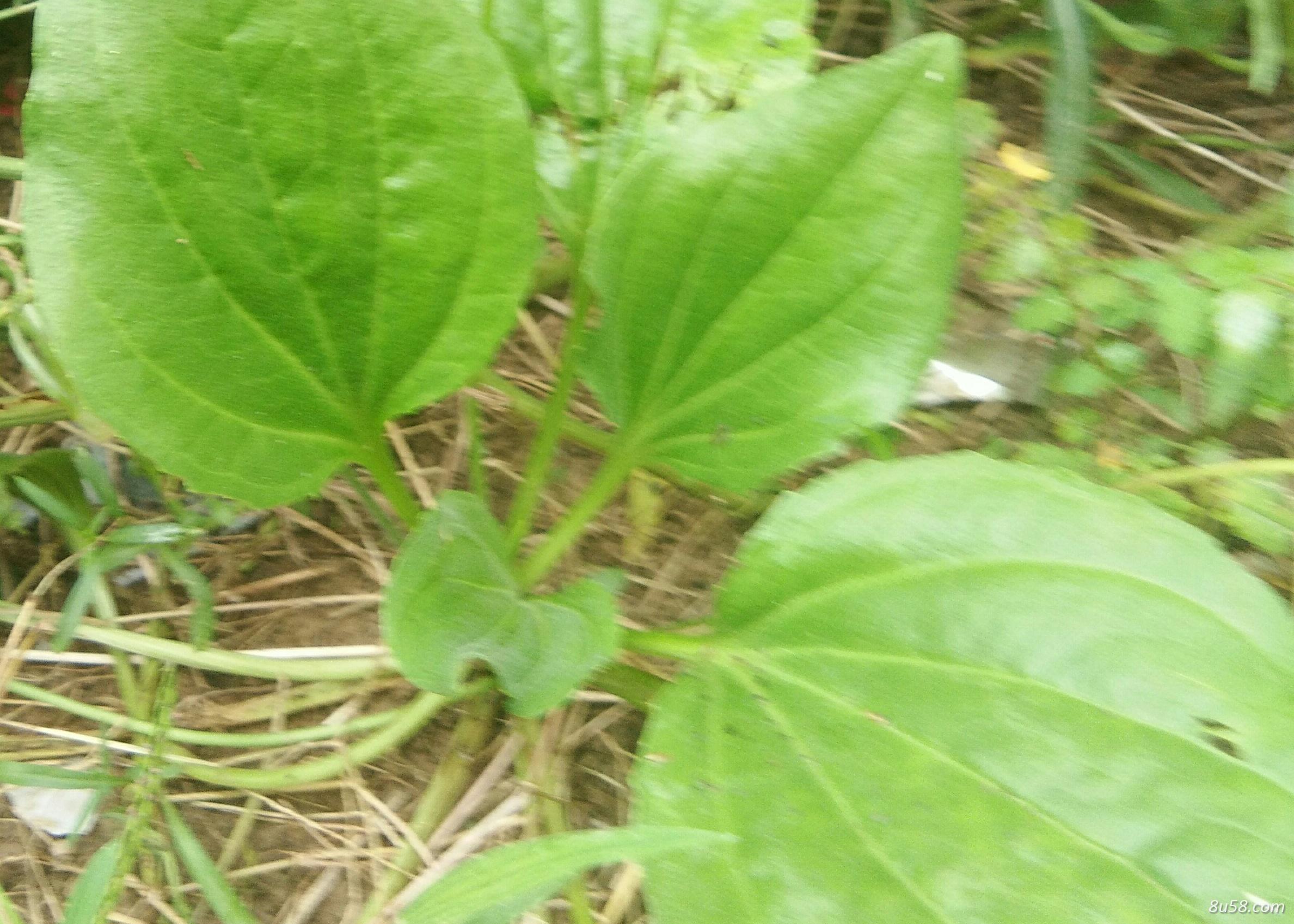 车前草