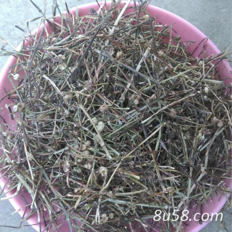白花蛇舌草