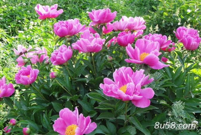 100亩6年白芍，准备挖出售
