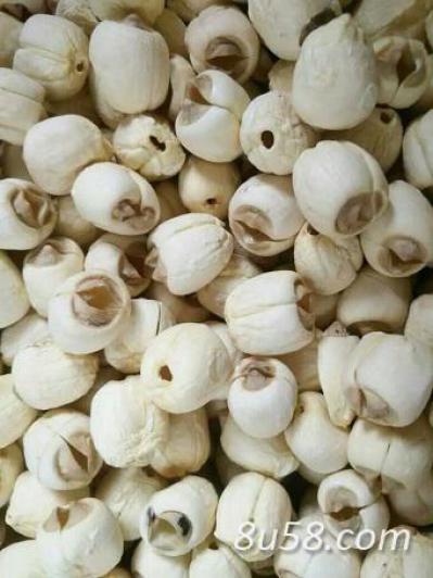 莲子产地直供莲子批发莲子供应