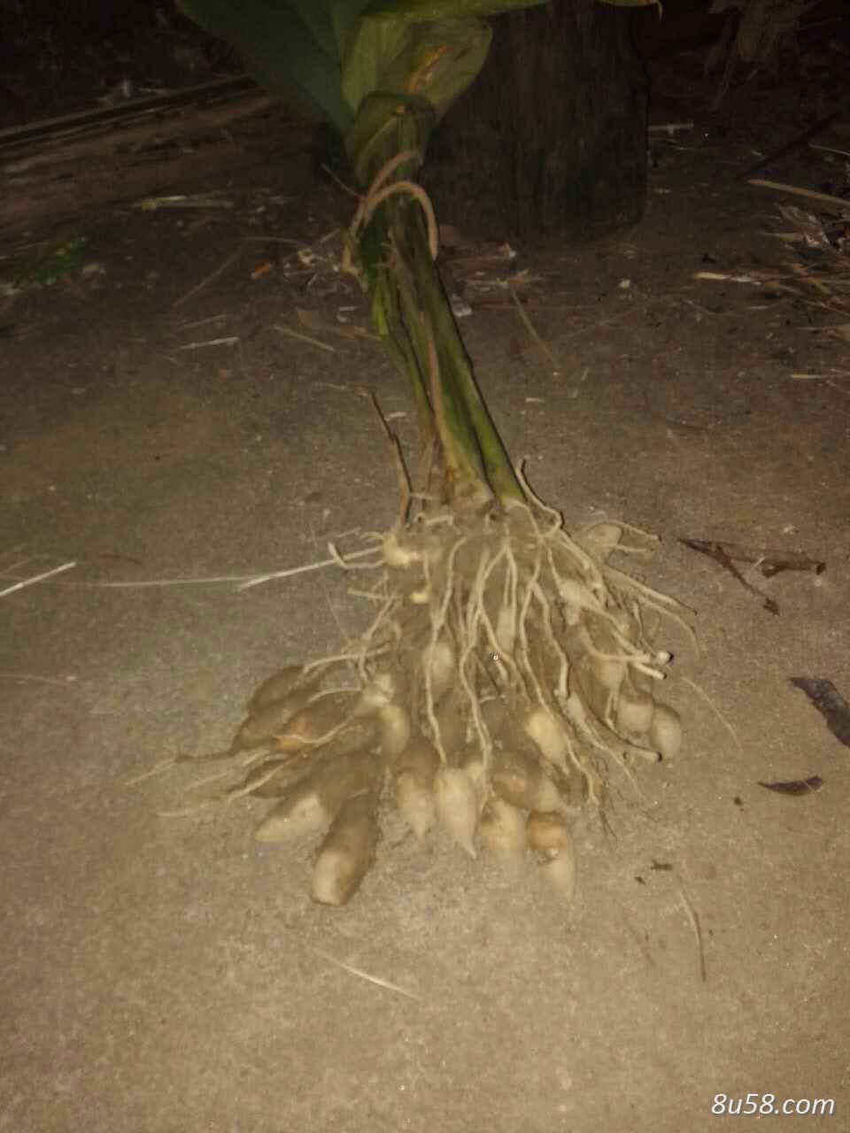 鲜莪术供应