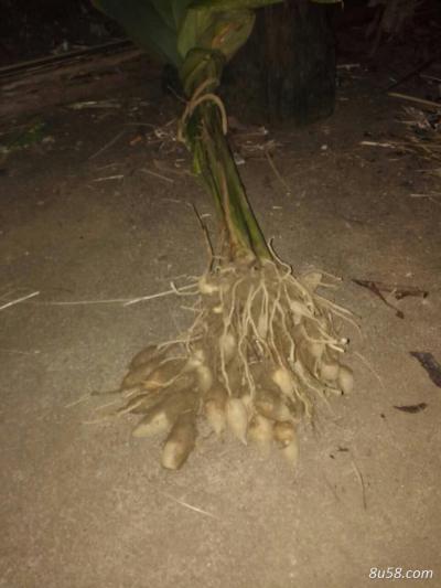 鲜莪术供应