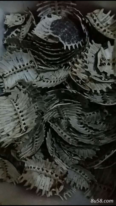 鳖甲