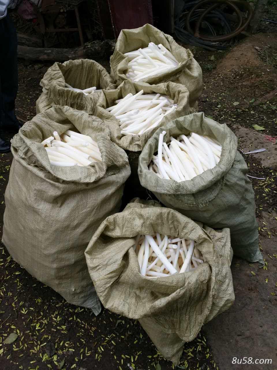 野生大通草