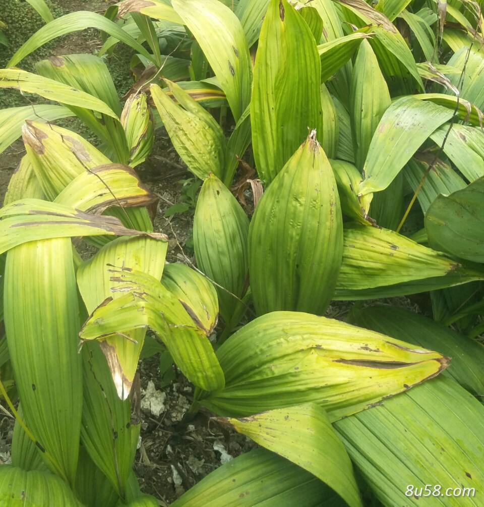 紫花三叉白芨 紫花三叉白芨