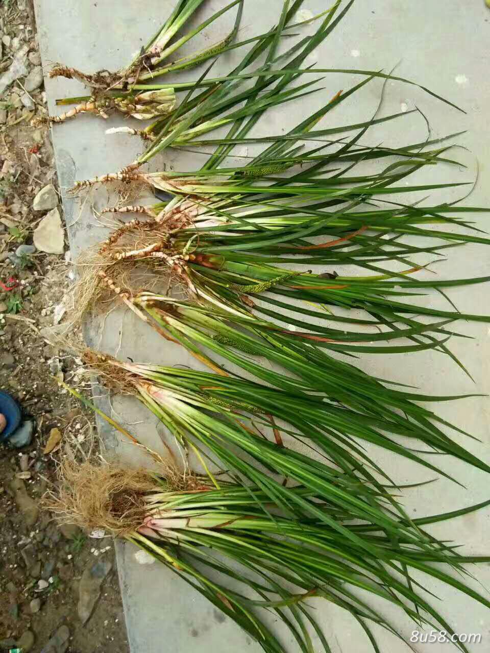 提供石菖蒲