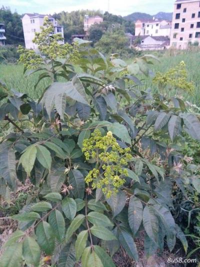 吴茱萸种苗