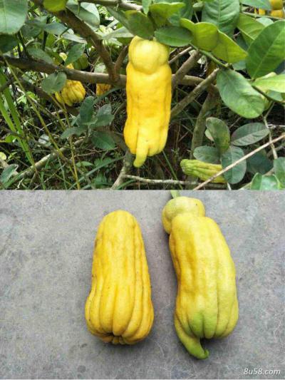 出售生佛手