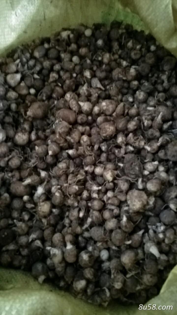 大量出售旱半夏种子 大量出售旱半夏种子