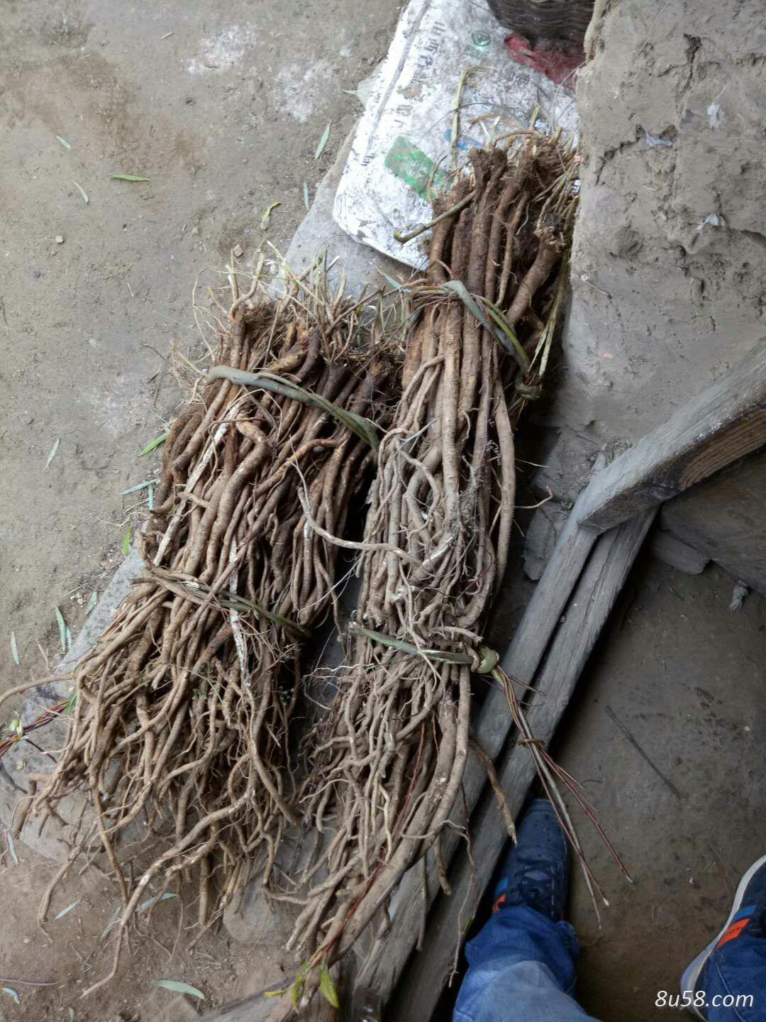黄芪