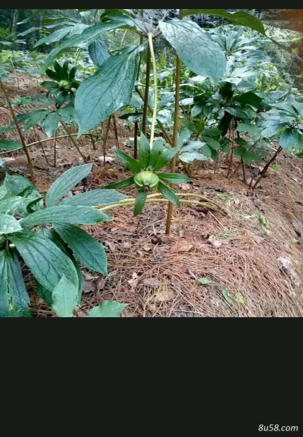 新鲜重楼种子 新鲜重楼种子