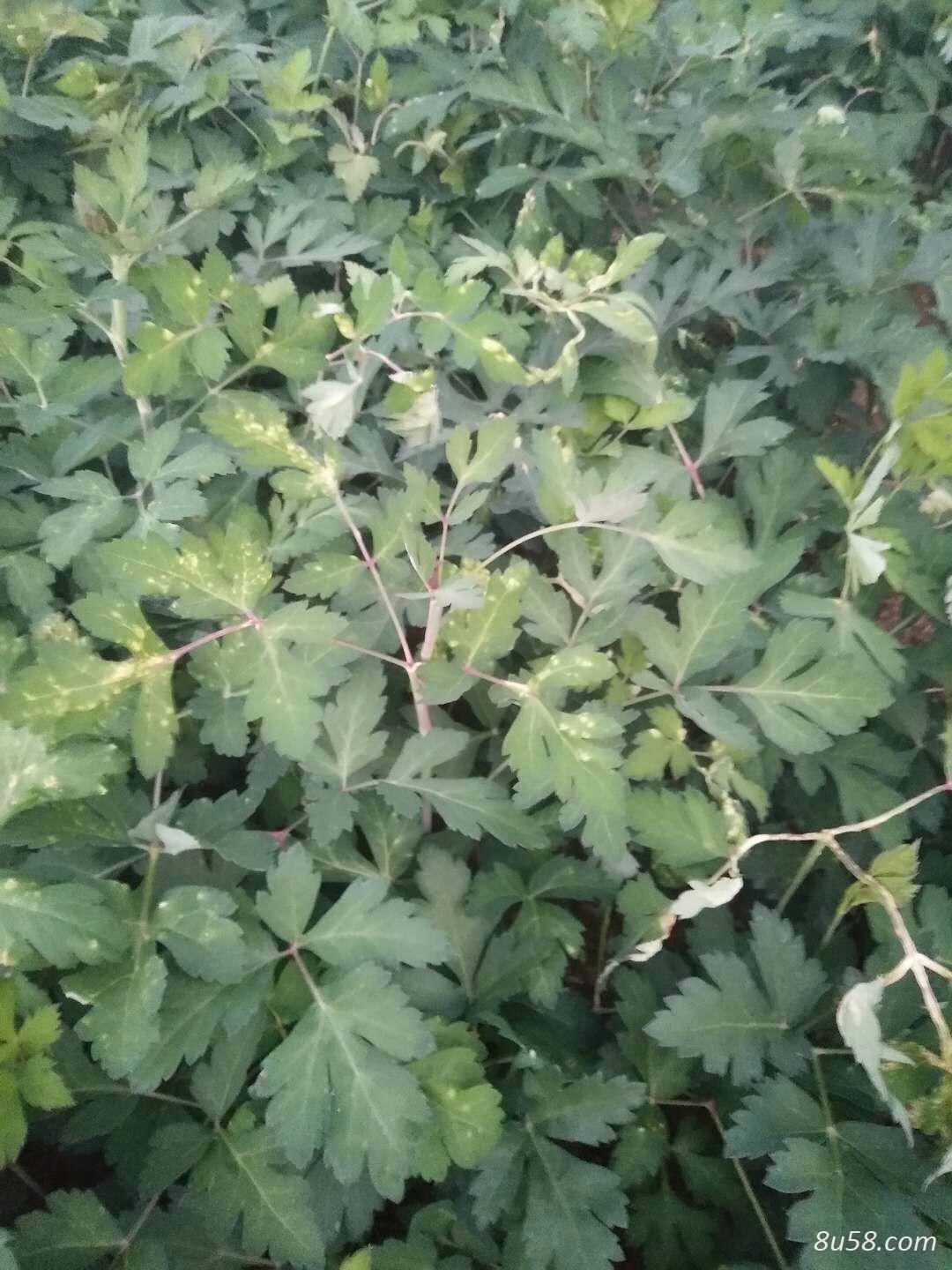前胡鲜货30吨