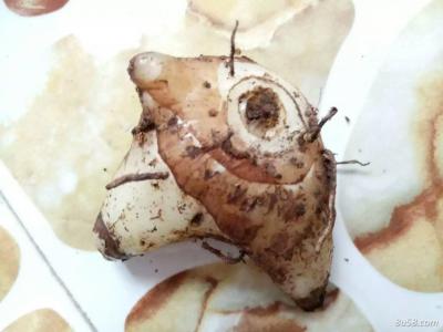 野生紫花三叉白及