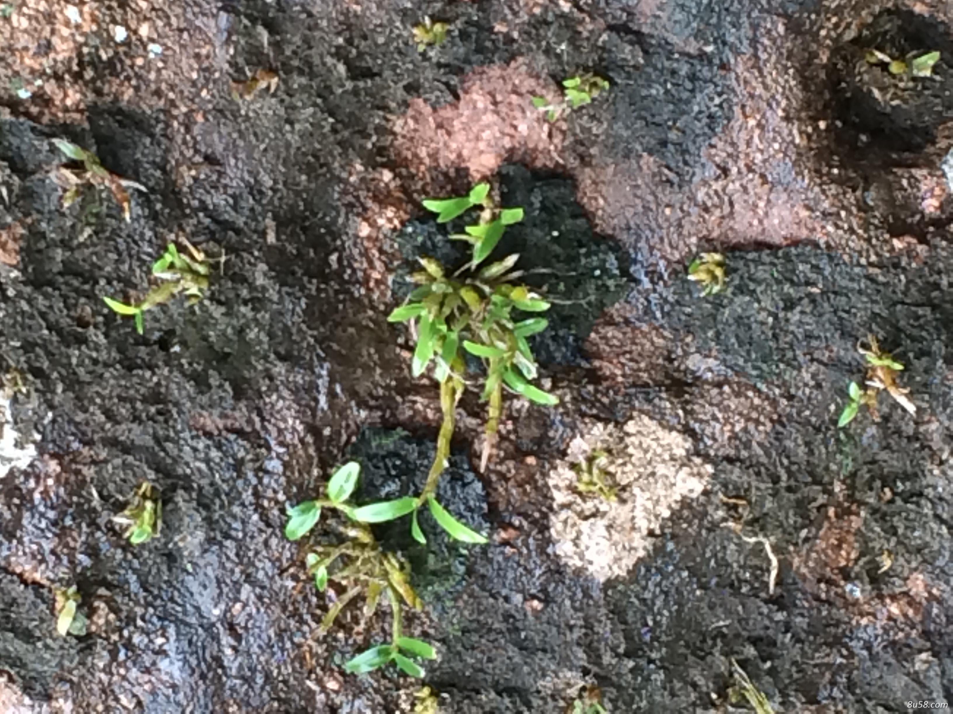 千蕙堂原生种野生铁皮石斛