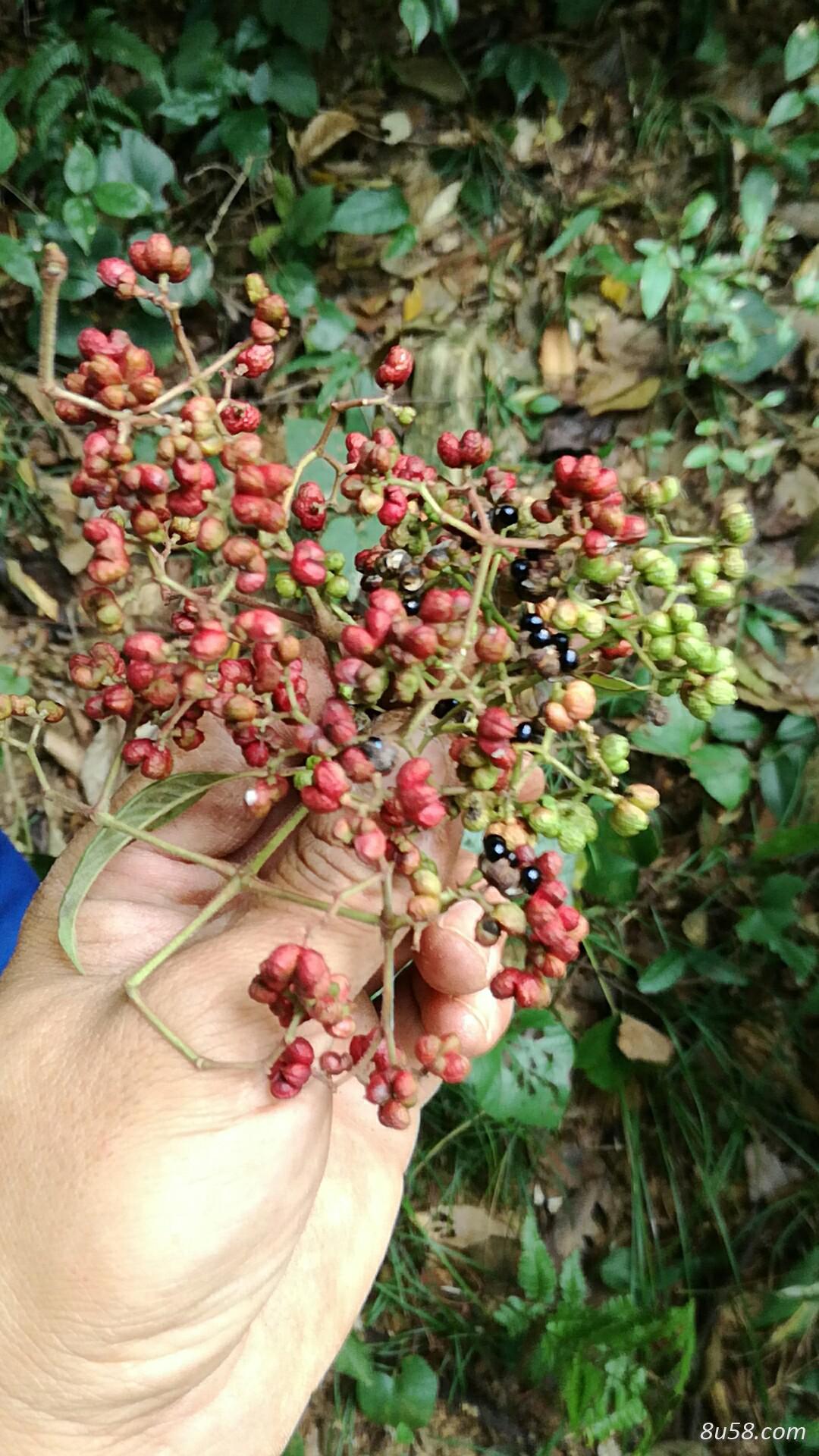 吴茱萸