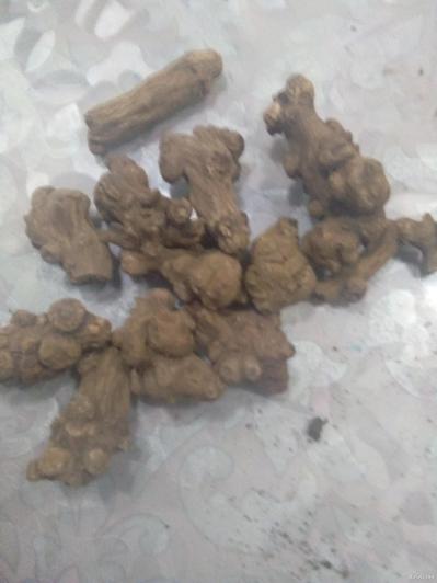 浙白术