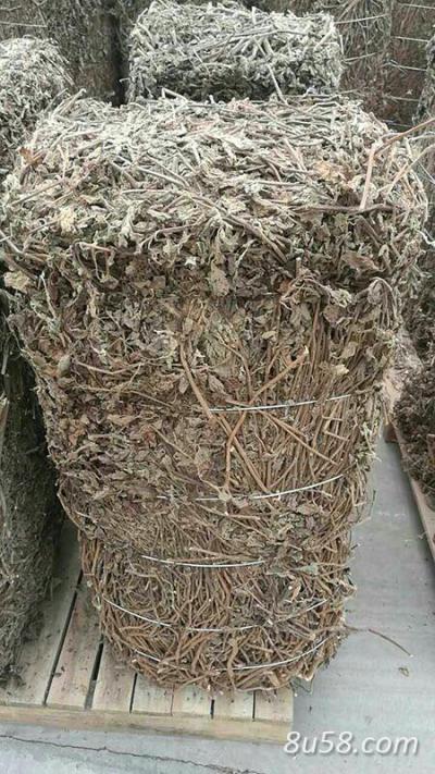 大量供应广藿香
