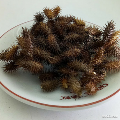 苍耳子