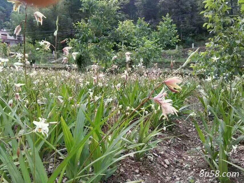 白及种子