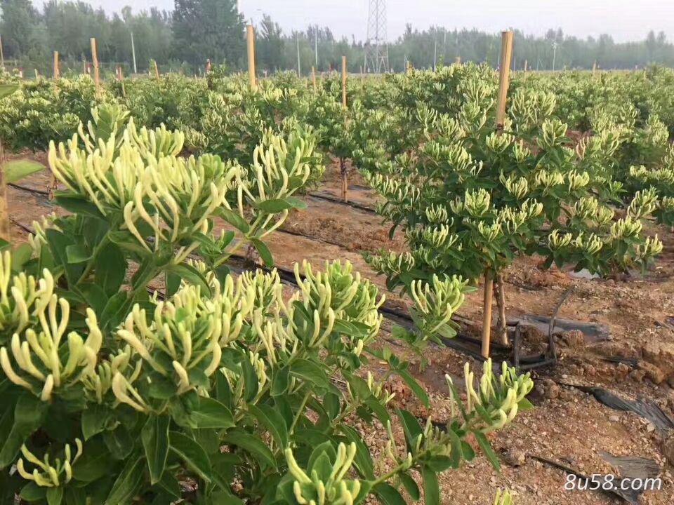 金银花种苗,新品种北花一号15天不开放种苗,四季花苗一年苗二年苗 金银花种苗,新品种北花一号15天不开放种苗,四季花苗一年苗二年苗