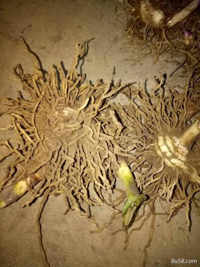 家里种植了很多白及果，需要卖