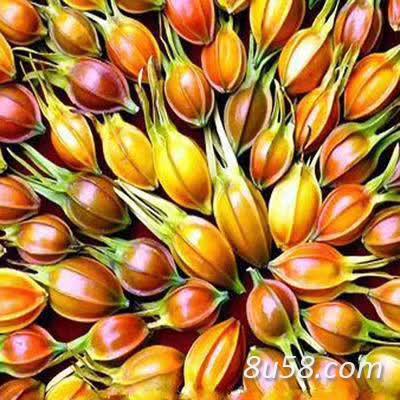 无公害新鲜黄栀子