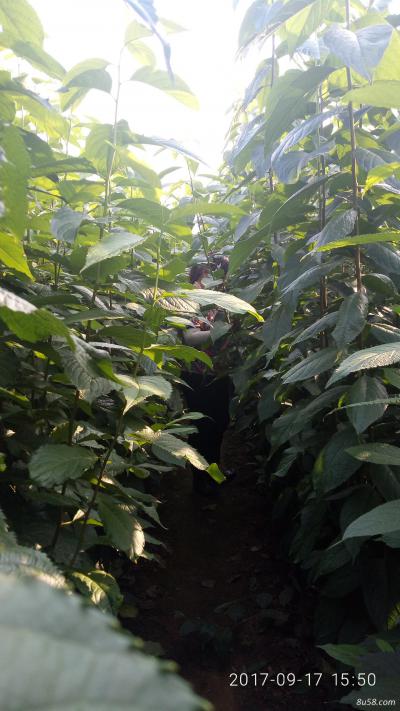 杜仲树苗价格多少钱一棵泰安供应杜仲树苗