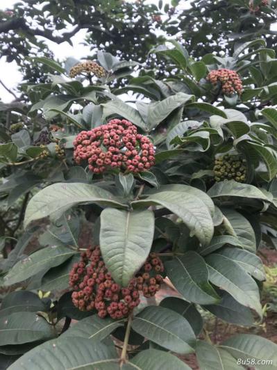 中花吴茱萸