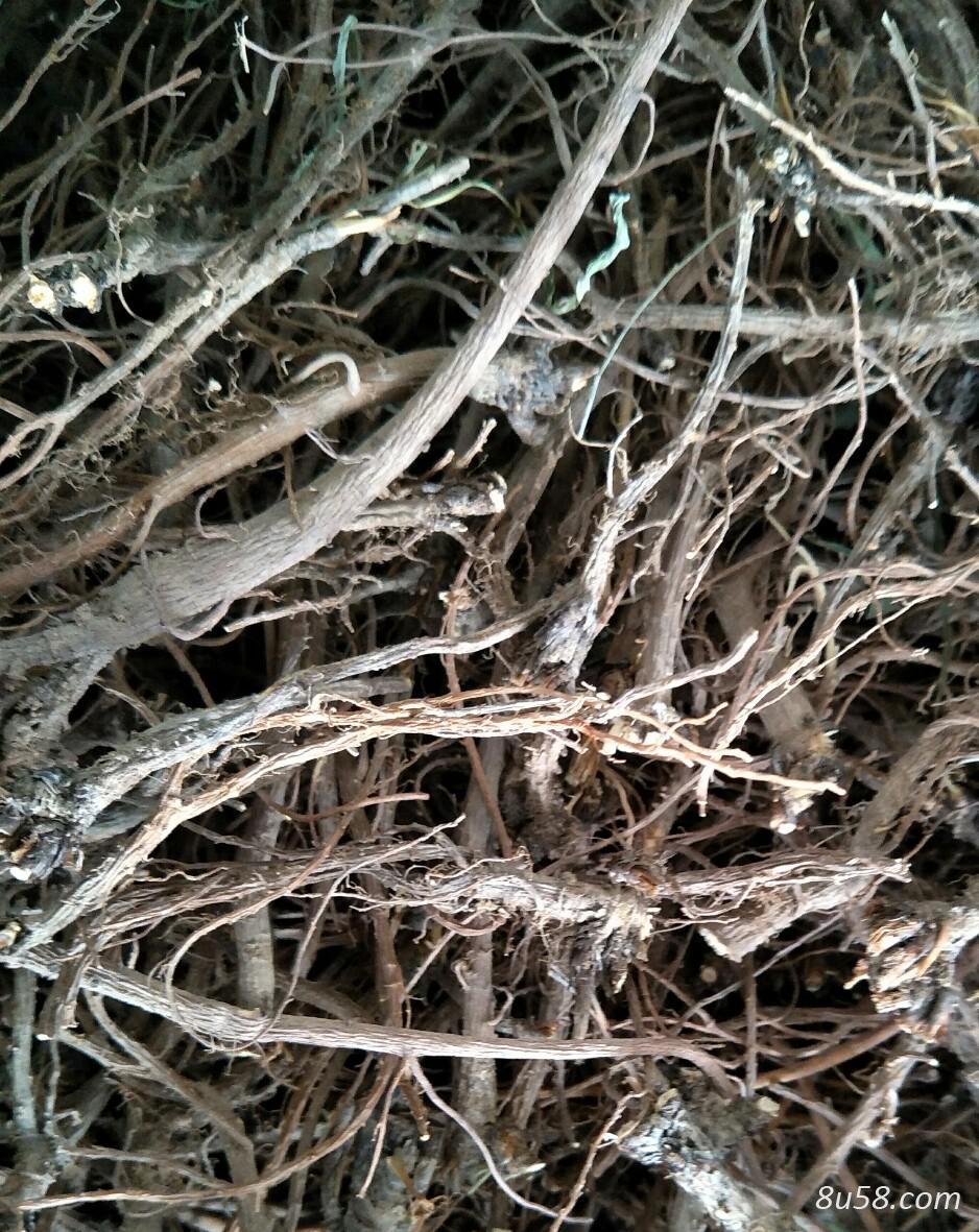柴胡