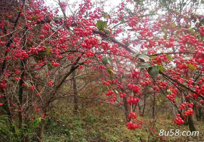 优质高山无公害有机山茱萸