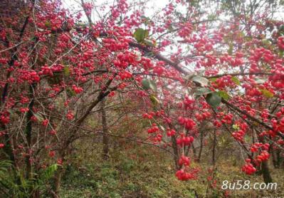 优质高山无公害有机山茱萸