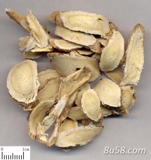 黄芪规格齐全 量大从优