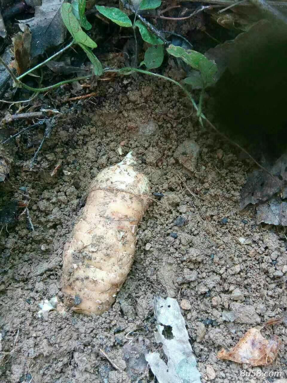 有需要鲜天麻的联系我