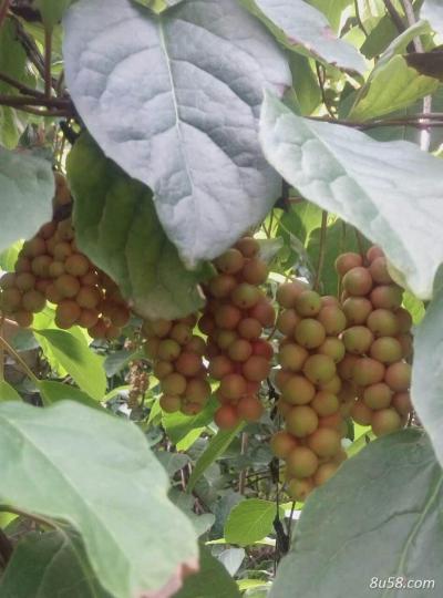 北五味子新鲜干果