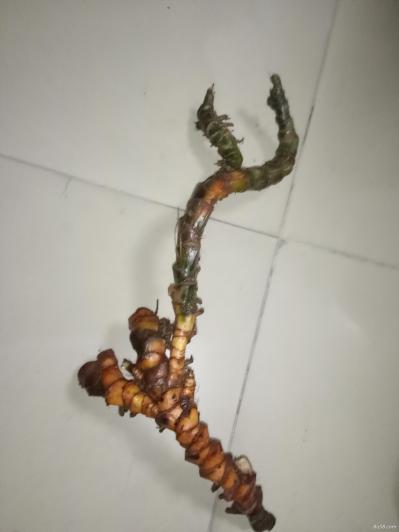 石菖蒲