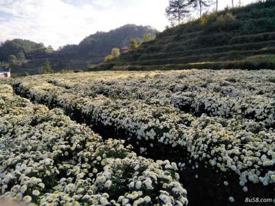 贡菊