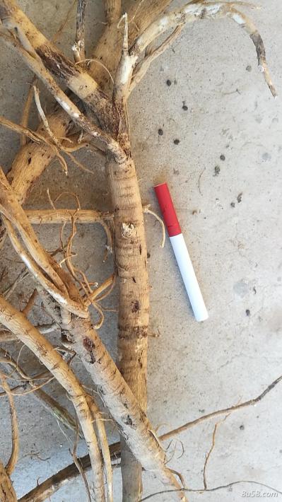 出售鲜黄芪