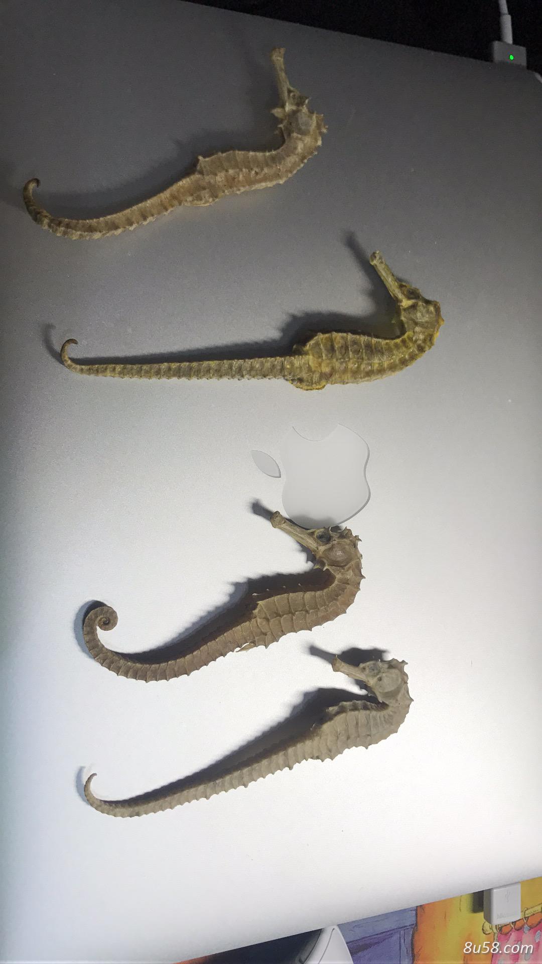 长期出售印度海马