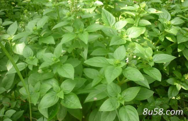 干，生薄荷