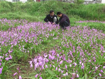 紫花白芨