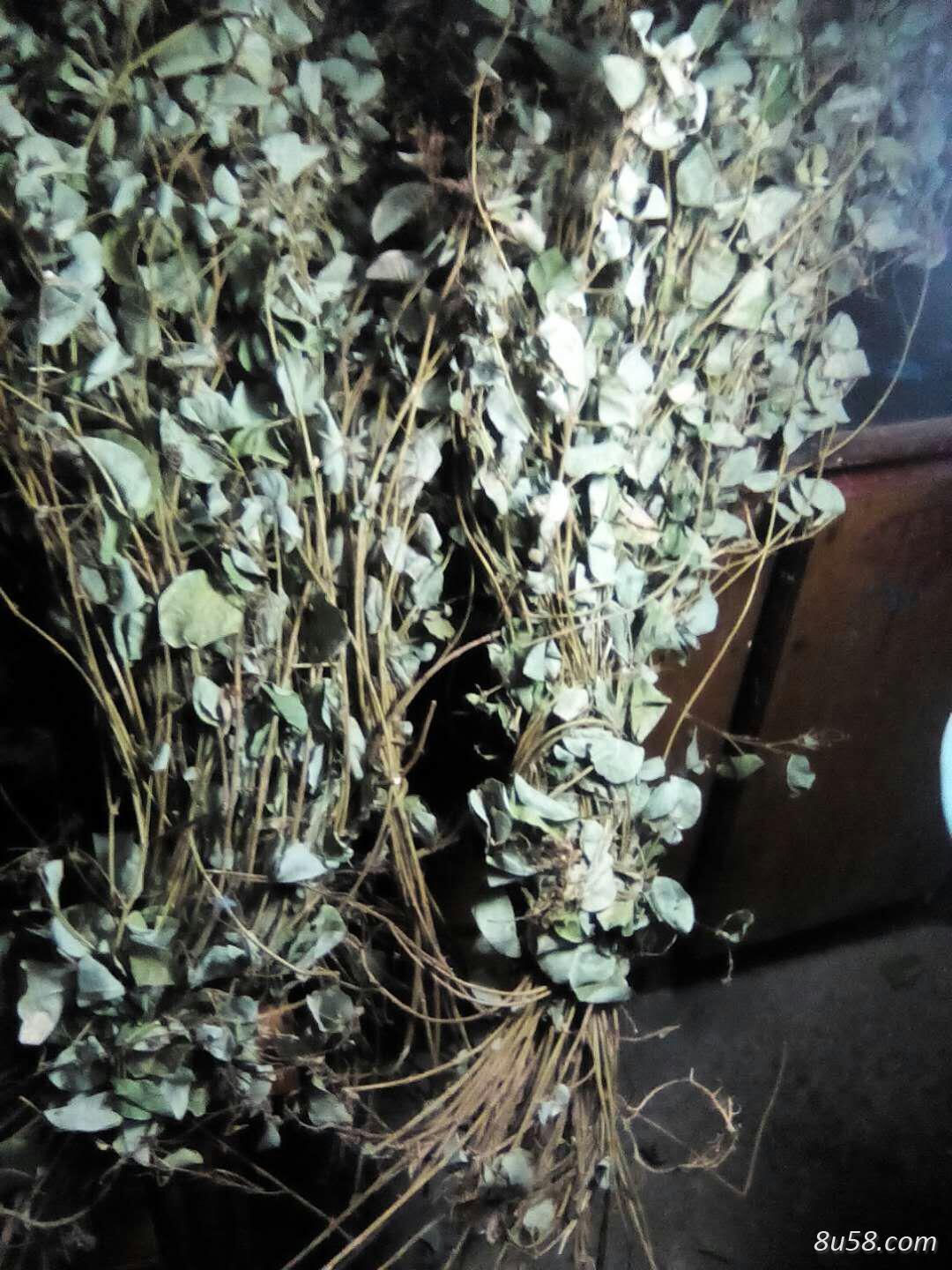 广金钱草 广金钱草