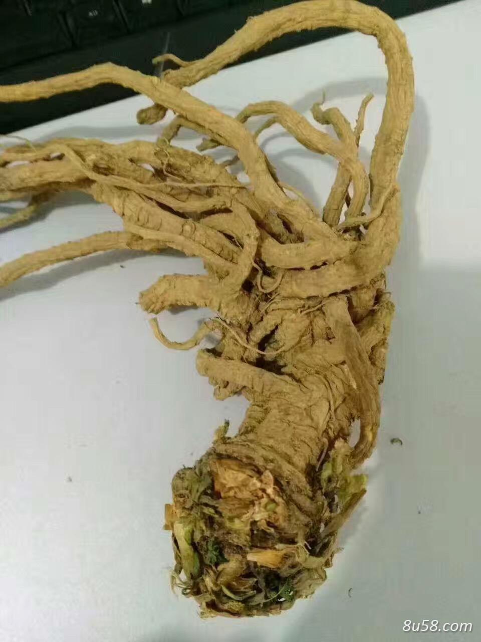 农家自产当归批量出售,无硫,干货,统货 农家自产当归批量出售,无硫,干货,统货