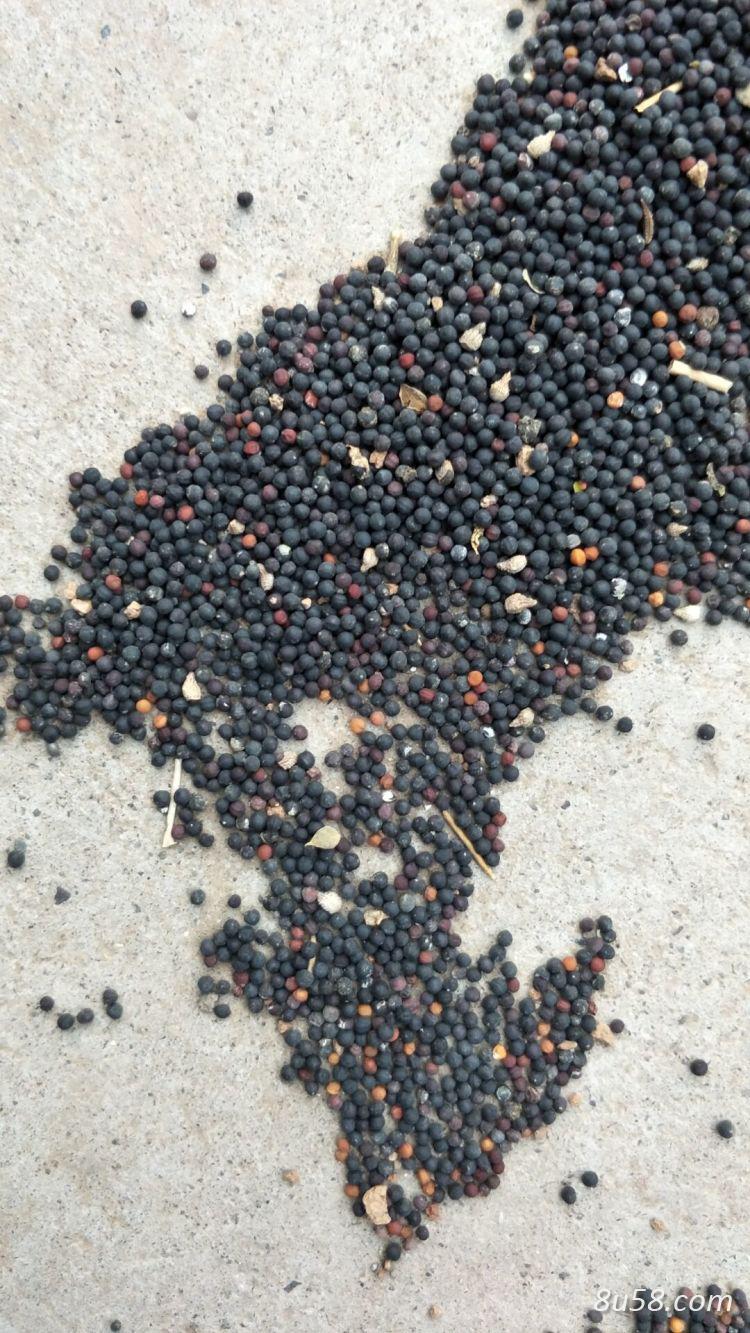 王不留行
