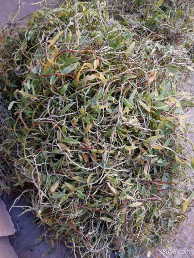 纯野生铁皮石斛