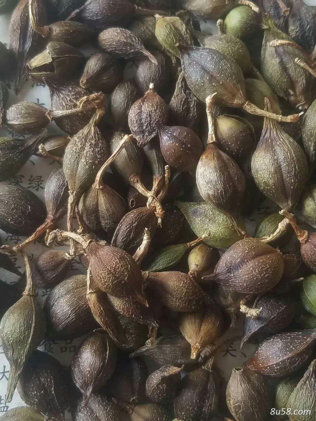 青连翘 现有货六吨左右