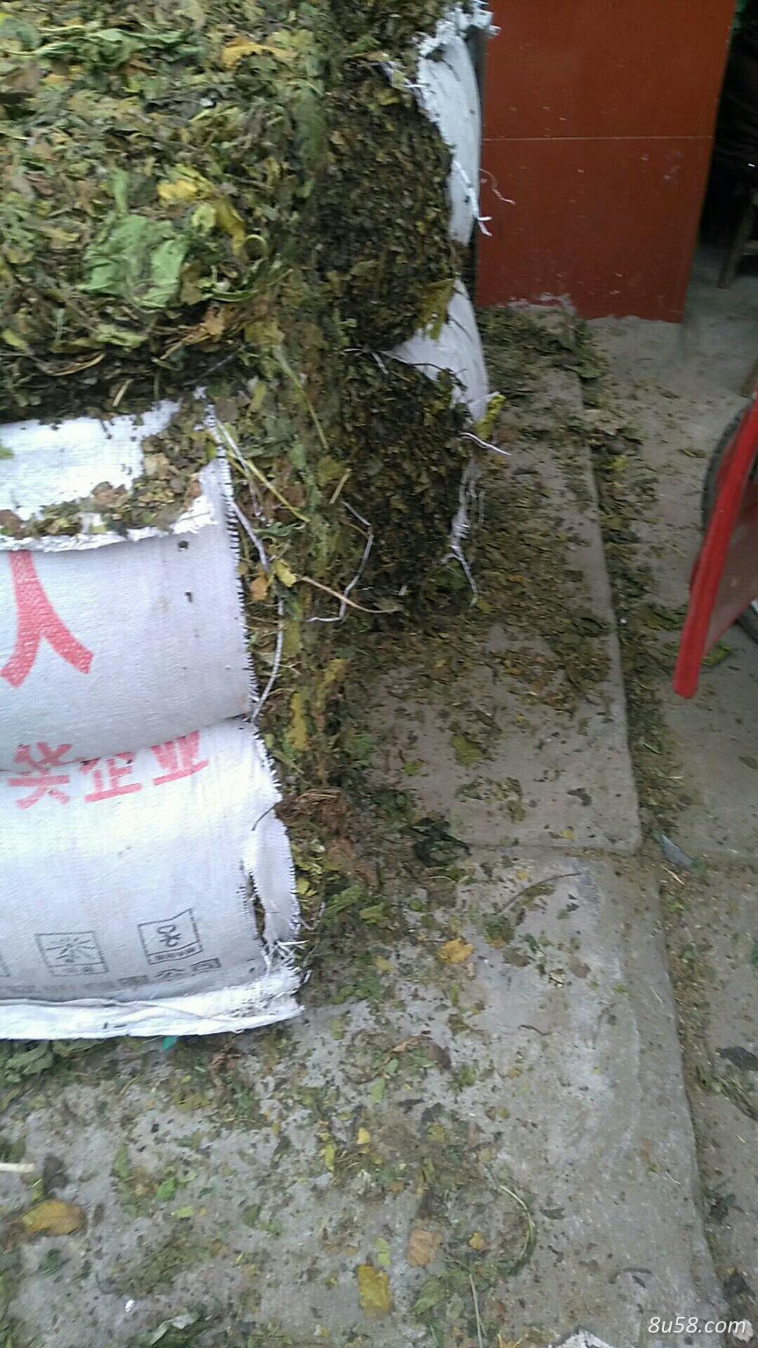 青桑叶 现在有几十吨，还在打包中