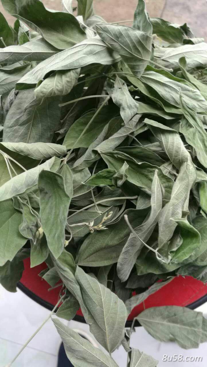 木豆 三叶豆 观音豆 树豆  榕树豆木豆叶，股骨头坏死首选 基地直供 批发零售，可订单种植