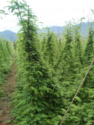 鸡骨草出售
